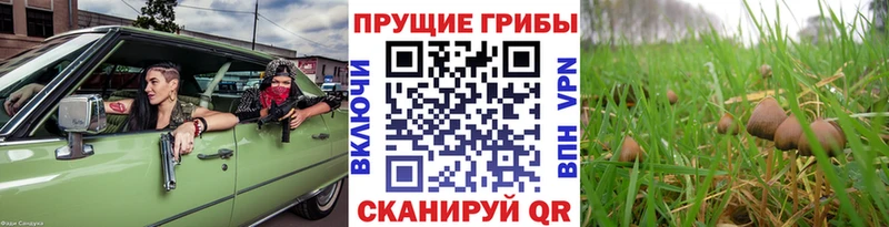 цена наркотик  Карабаш  Псилоцибиновые грибы ЛСД 